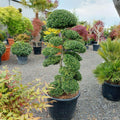 Grote-bonsai-boom-kopen