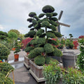 grote bonsai boom japanse hulst