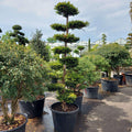 grote bonsai bomen voor in de tuin