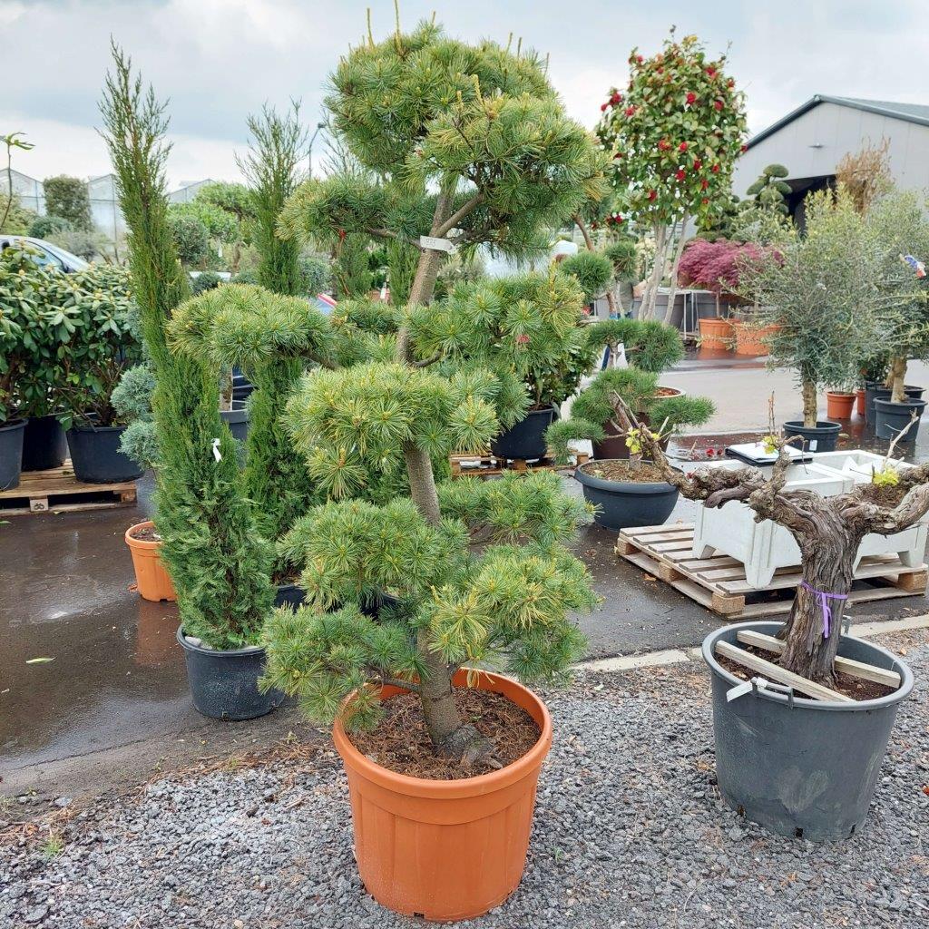 Pijnboom-Pinus-Bonsai-Boom-groot
