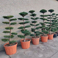 Taxus baccata bonsai bomen groot