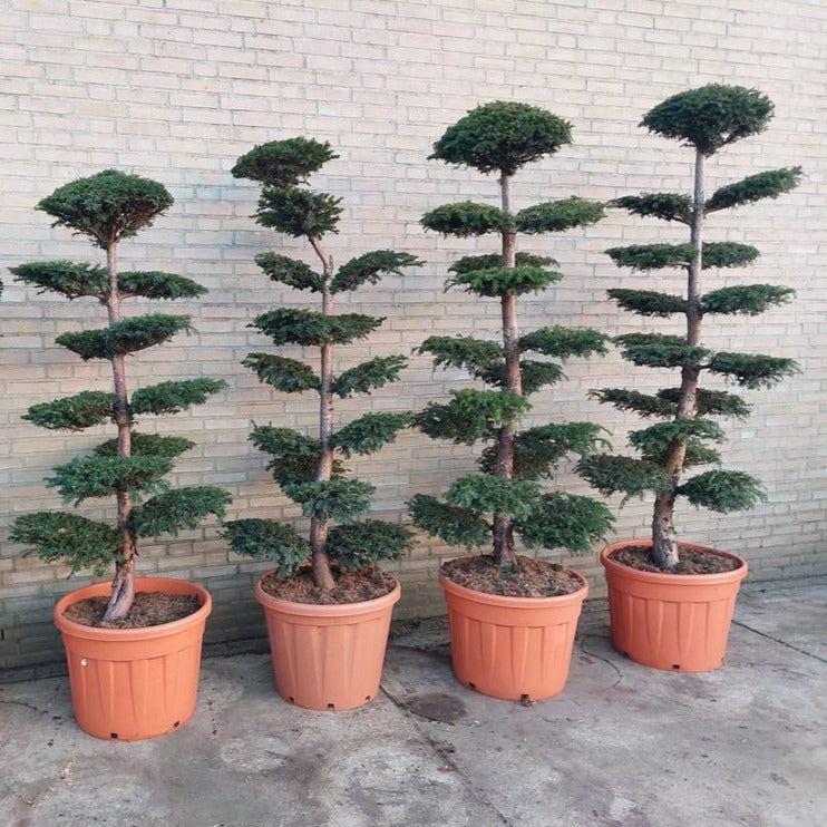 Taxus Baccata Bonsai Bomen kopen