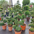 Tuinbonsai-Ilex-crenata-bonsai-bomen